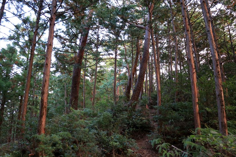 f:id:SISIS:20191130213528j:plain