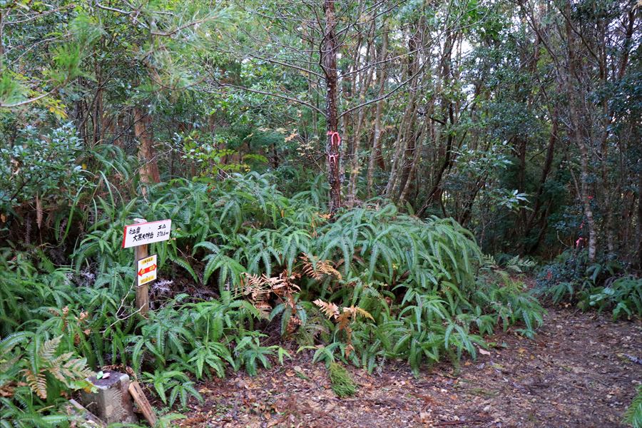 f:id:SISIS:20191130213531j:plain