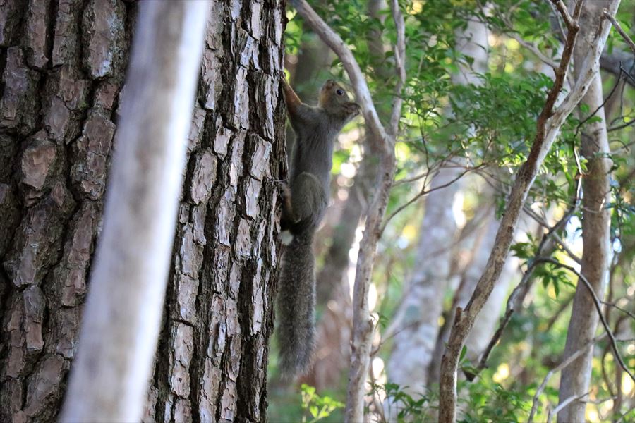 f:id:SISIS:20191130213559j:plain