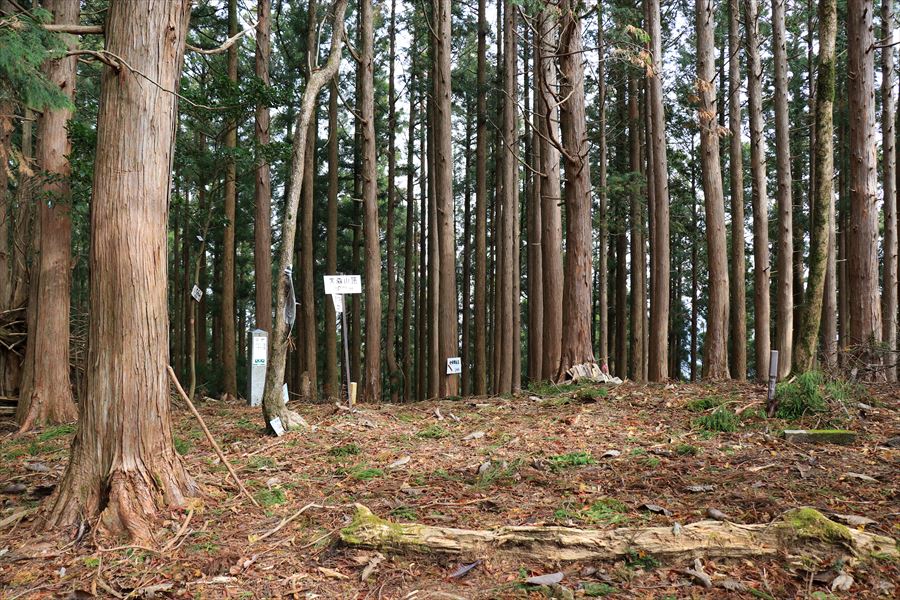 f:id:SISIS:20191130213634j:plain