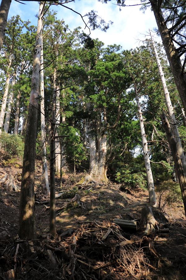 f:id:SISIS:20191130213657j:plain f:id:SISIS:20191130213657j:plain