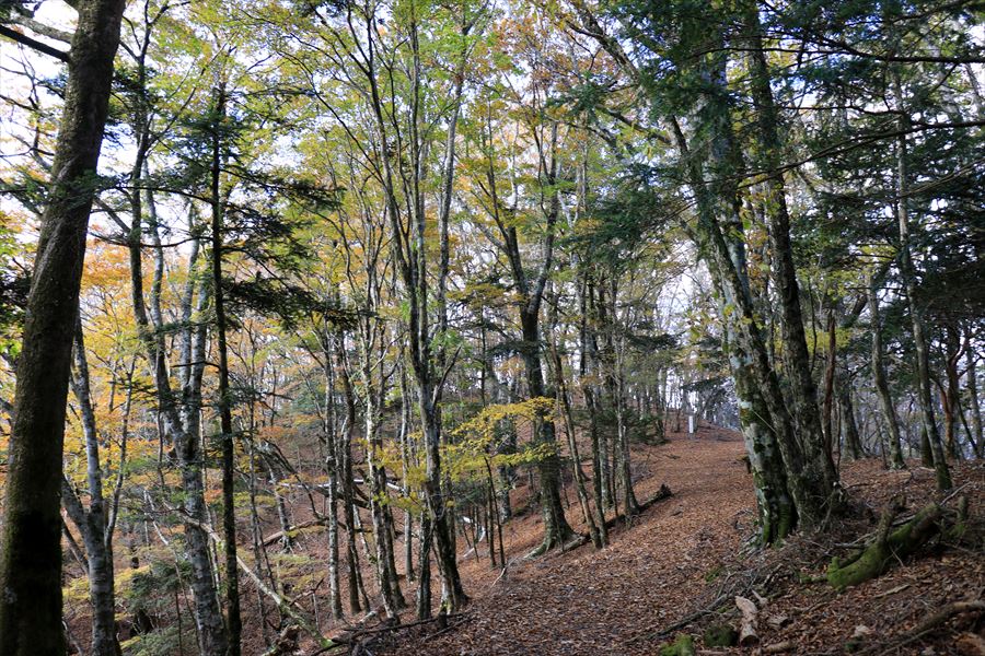 f:id:SISIS:20191130213810j:plain f:id:SISIS:20191130213810j:plain
