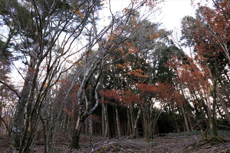 f:id:SISIS:20191202002405j:plain f:id:SISIS:20191202002405j:plain