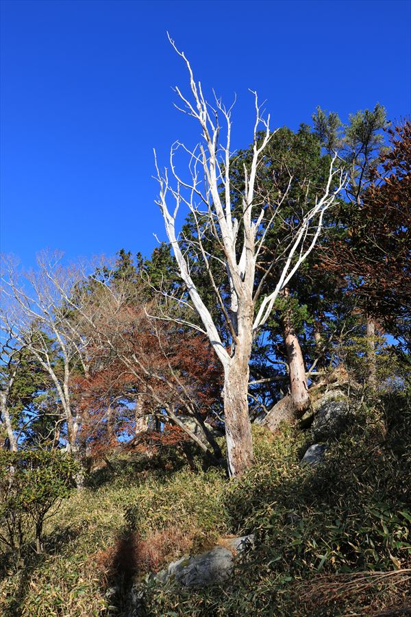 f:id:SISIS:20191203014244j:plain f:id:SISIS:20191203014244j:plain