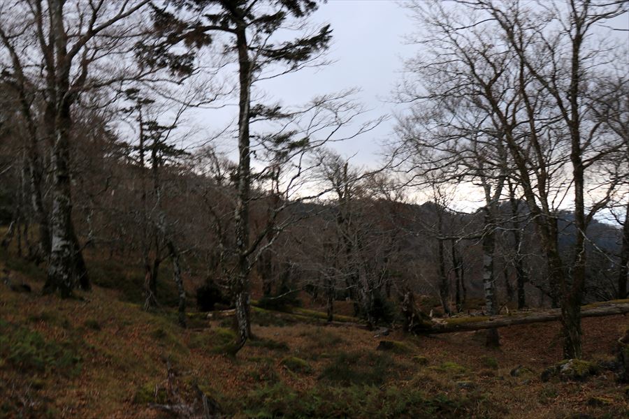 f:id:SISIS:20191203014652j:plain f:id:SISIS:20191203014652j:plain
