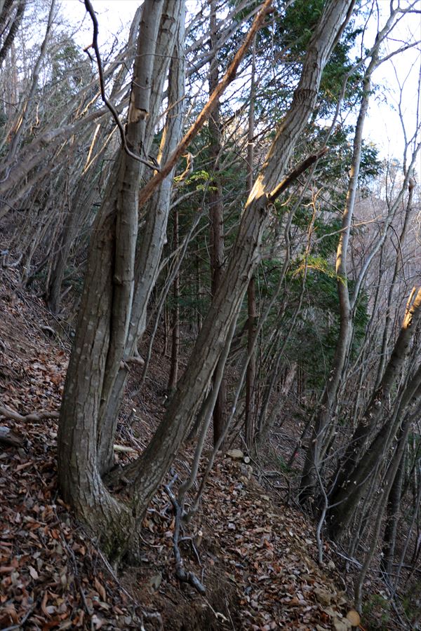 f:id:SISIS:20200115211125j:plain f:id:SISIS:20200115211125j:plain