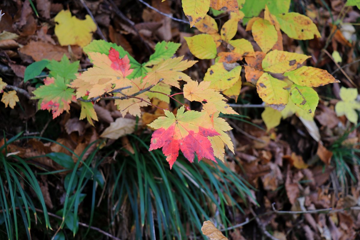 f:id:SISIS:20201106233922j:plain f:id:SISIS:20201106233922j:plain