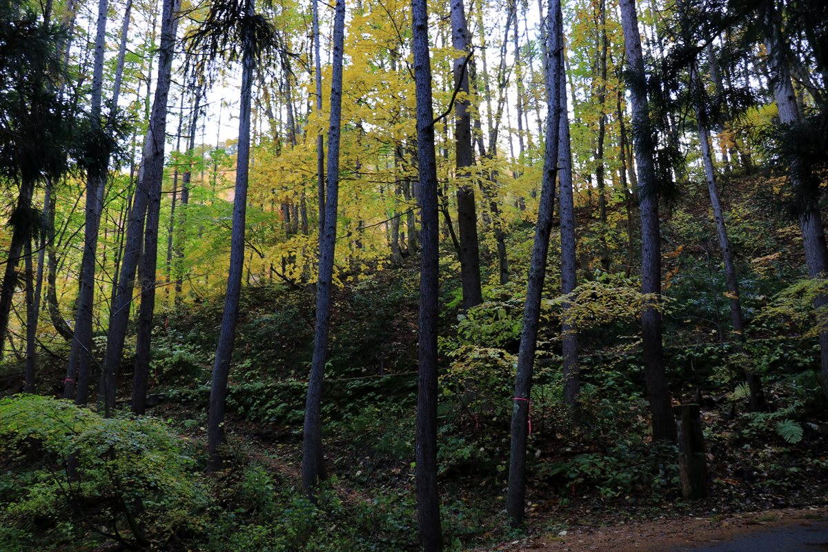 f:id:SISIS:20201106234128j:plain f:id:SISIS:20201106234128j:plain