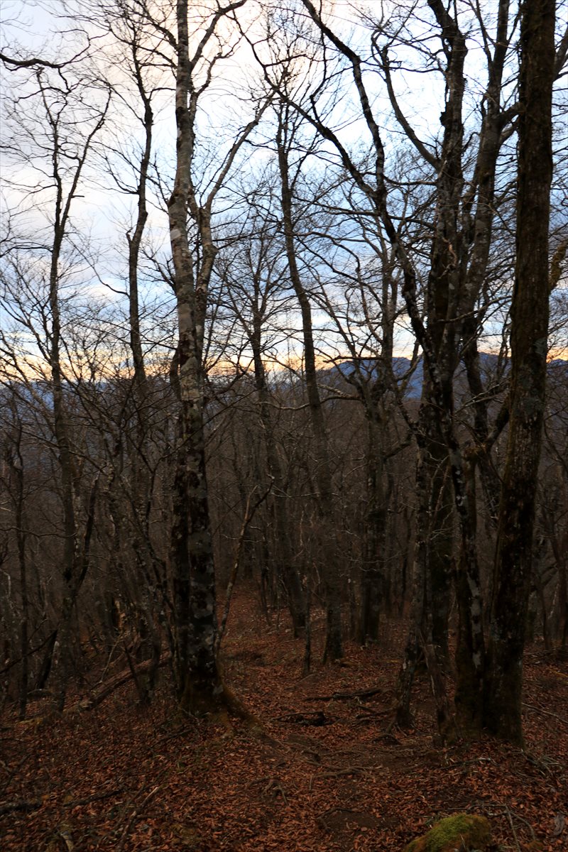 f:id:SISIS:20201209214733j:plain