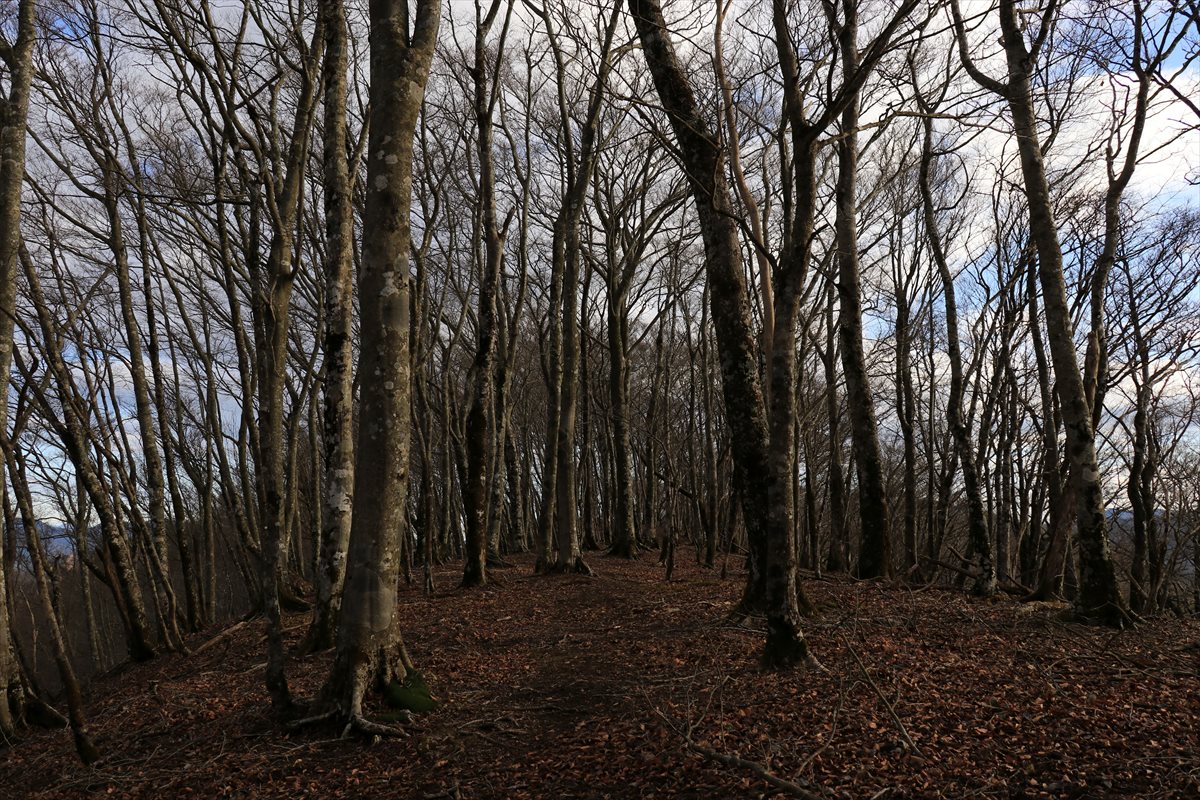 f:id:SISIS:20201209214833j:plain