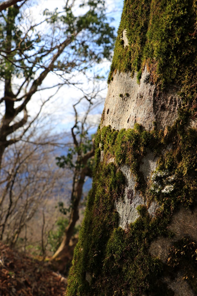 f:id:SISIS:20201209215149j:plain