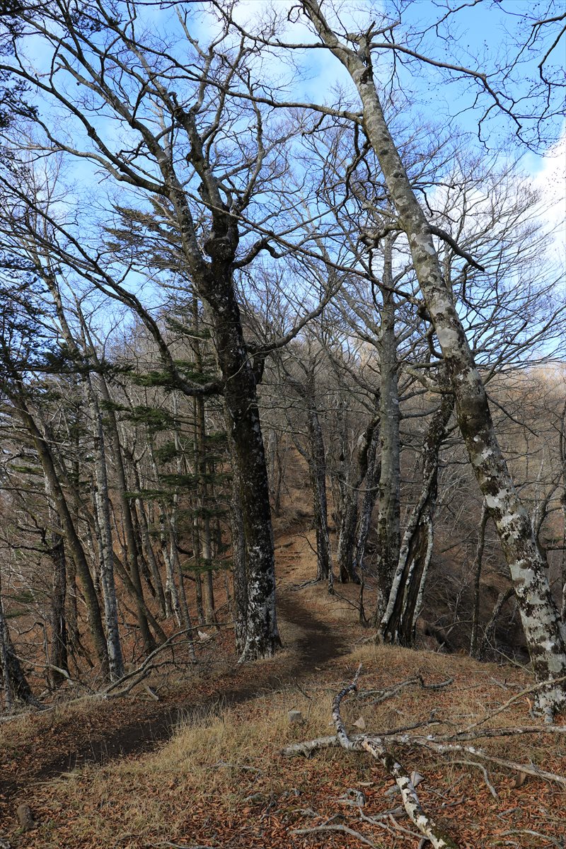 f:id:SISIS:20201209215451j:plain