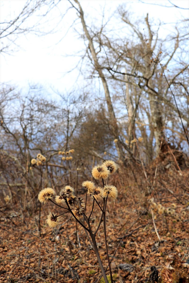 f:id:SISIS:20201209215742j:plain