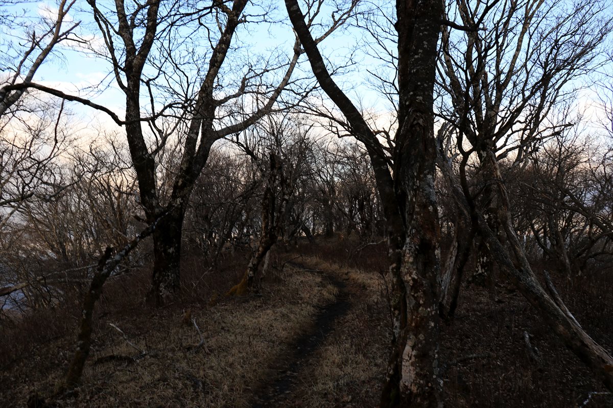 f:id:SISIS:20201209215813j:plain