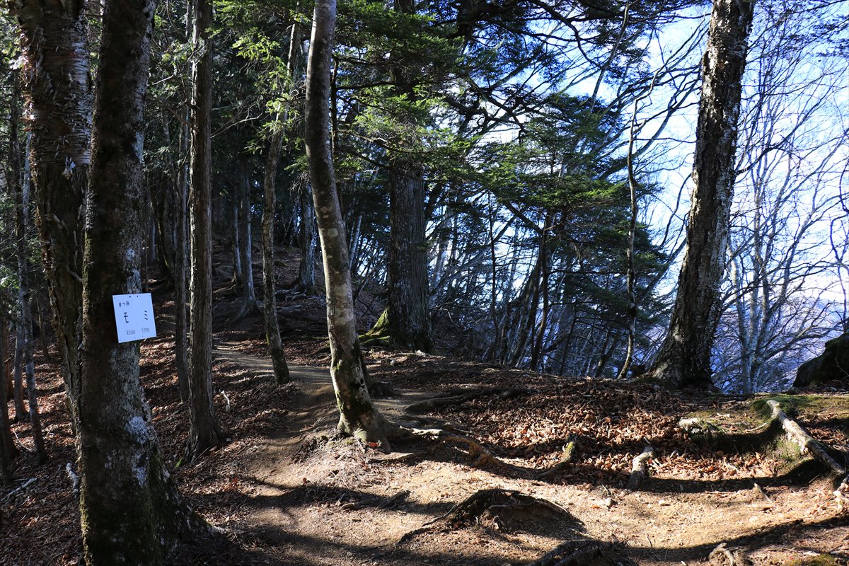 f:id:SISIS:20210121224355j:plain