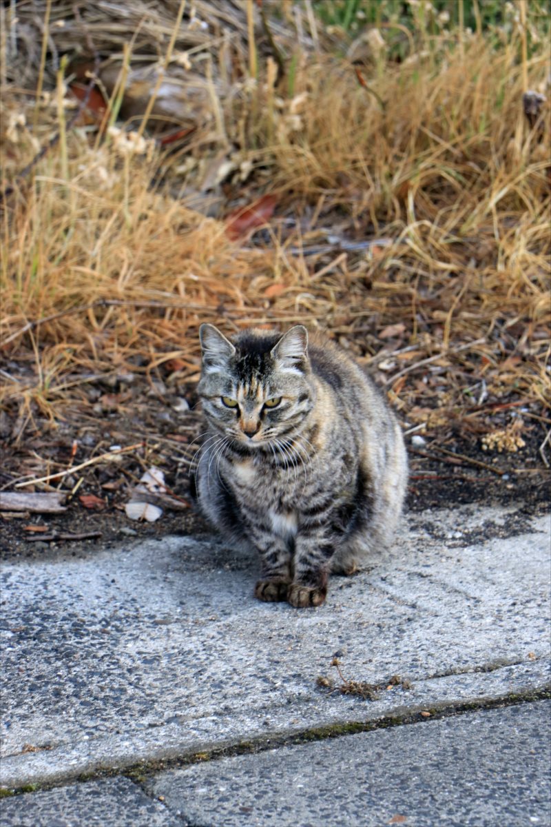 f:id:SISIS:20210412223732j:plain