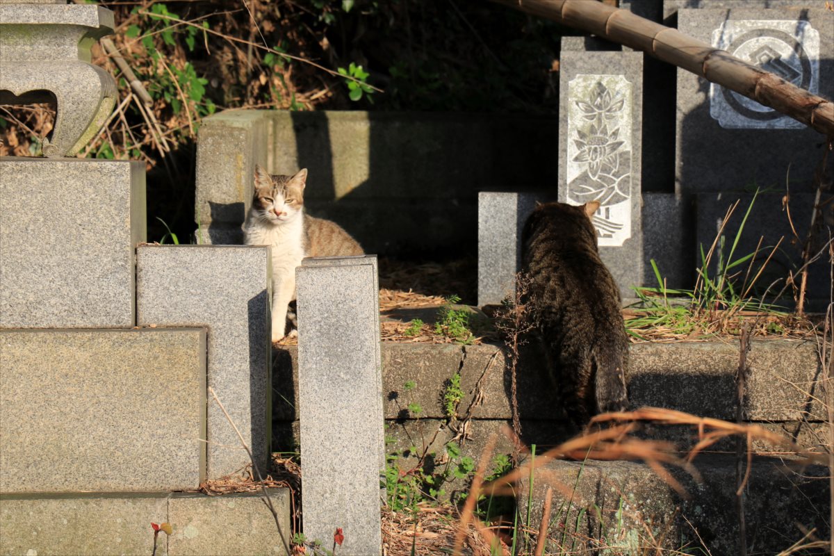 f:id:SISIS:20210412223809j:plain