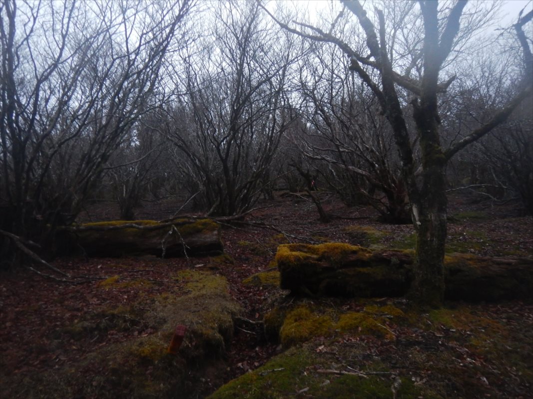 f:id:SISIS:20210426161638j:plain