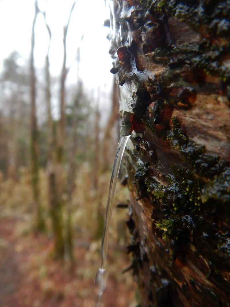 f:id:SISIS:20210426162037j:plain