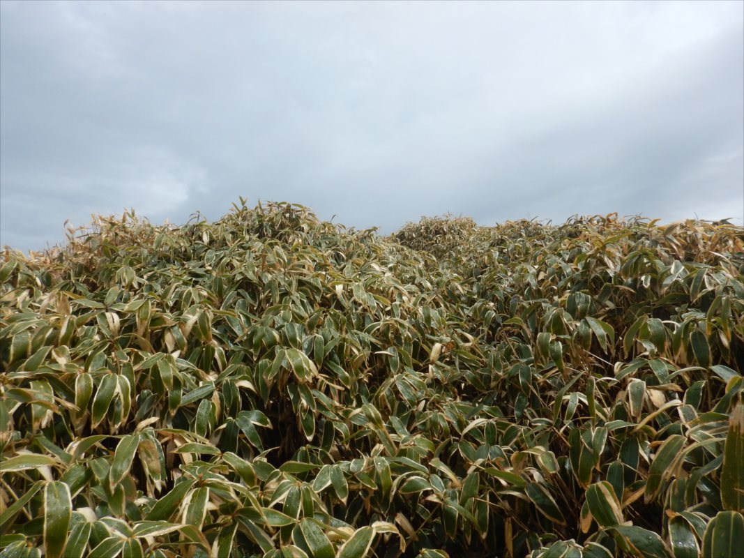 f:id:SISIS:20210426162150j:plain