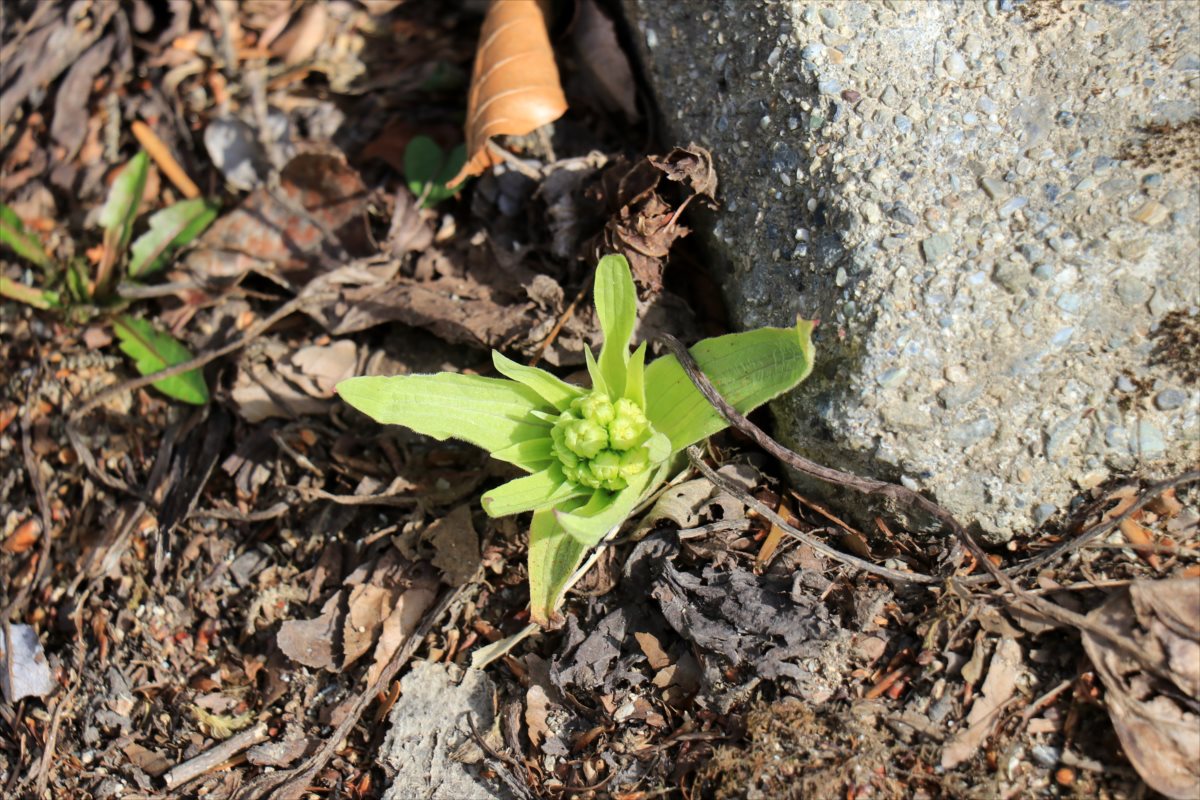 f:id:SISIS:20210509205921j:plain