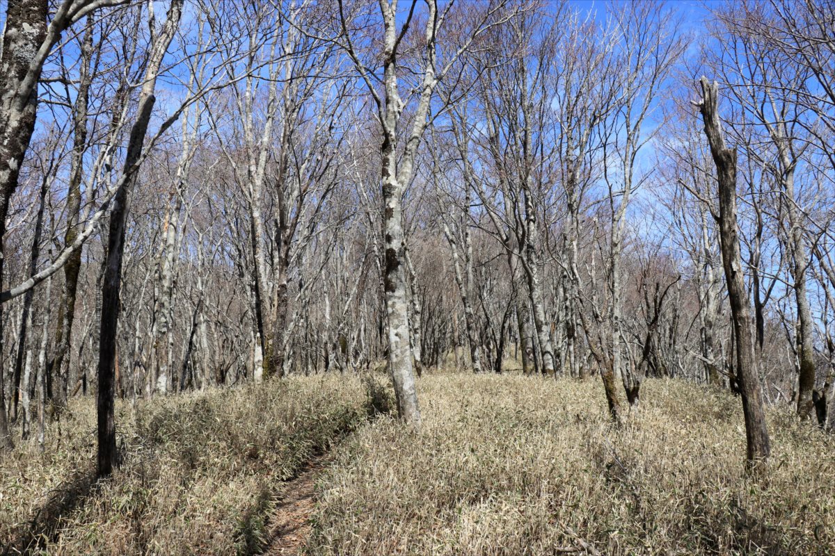 f:id:SISIS:20210509210826j:plain