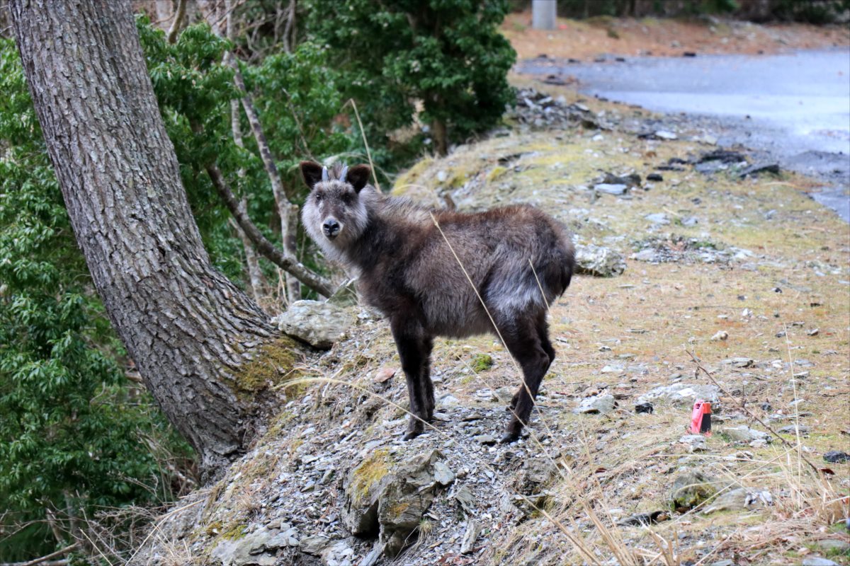 f:id:SISIS:20210514225008j:plain