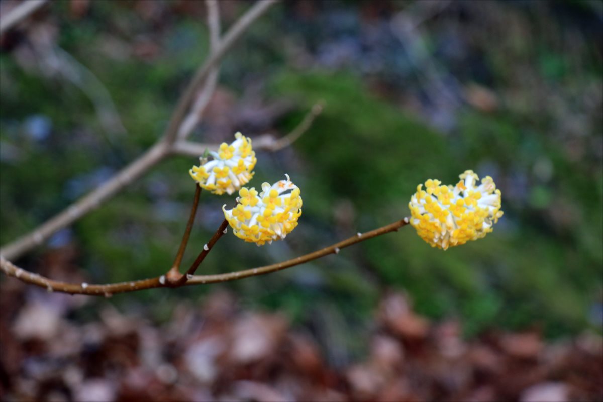 f:id:SISIS:20210514225011j:plain