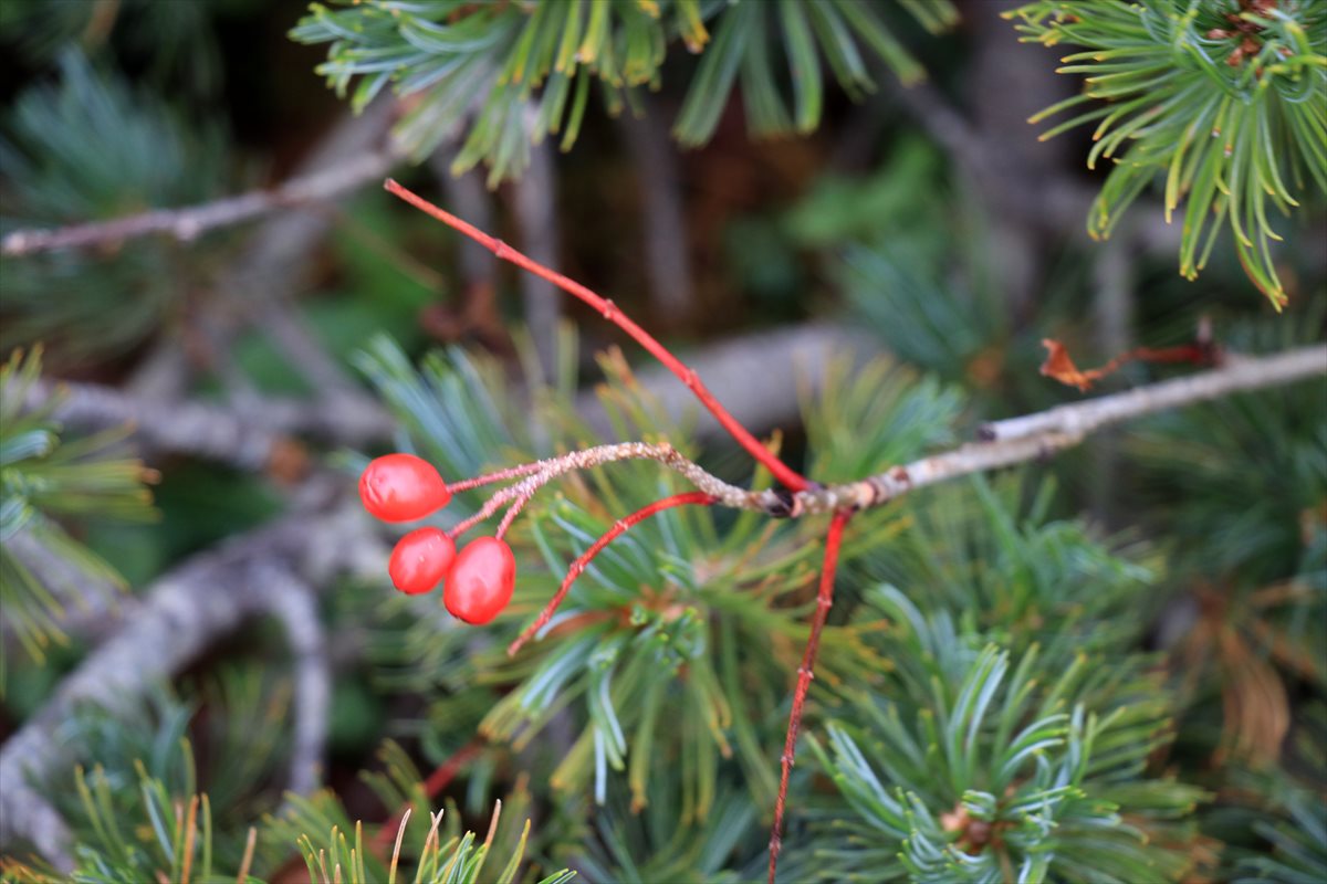 f:id:SISIS:20211109211539j:plain