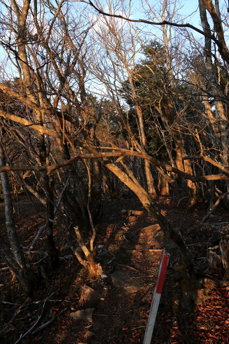 f:id:SISIS:20211221225103j:plain