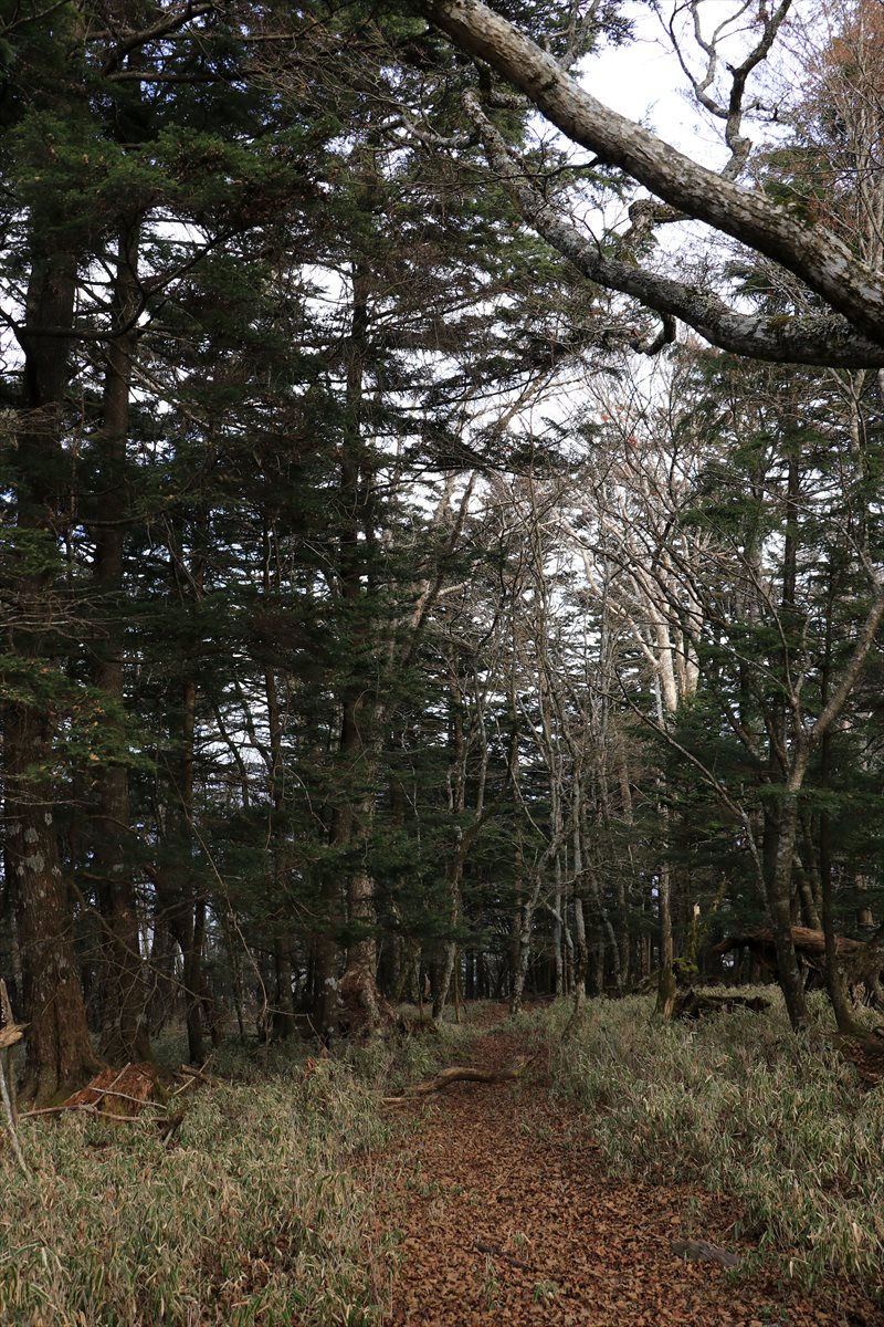 f:id:SISIS:20211221225428j:plain