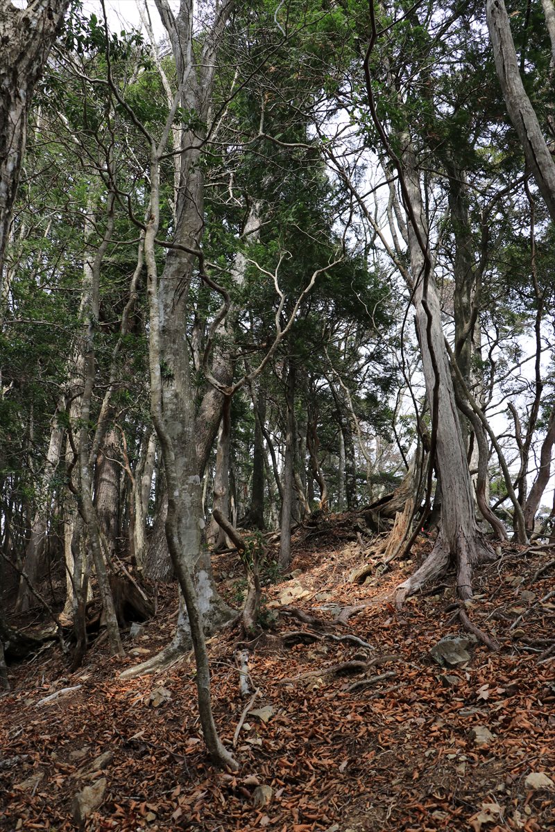 f:id:SISIS:20211221225519j:plain