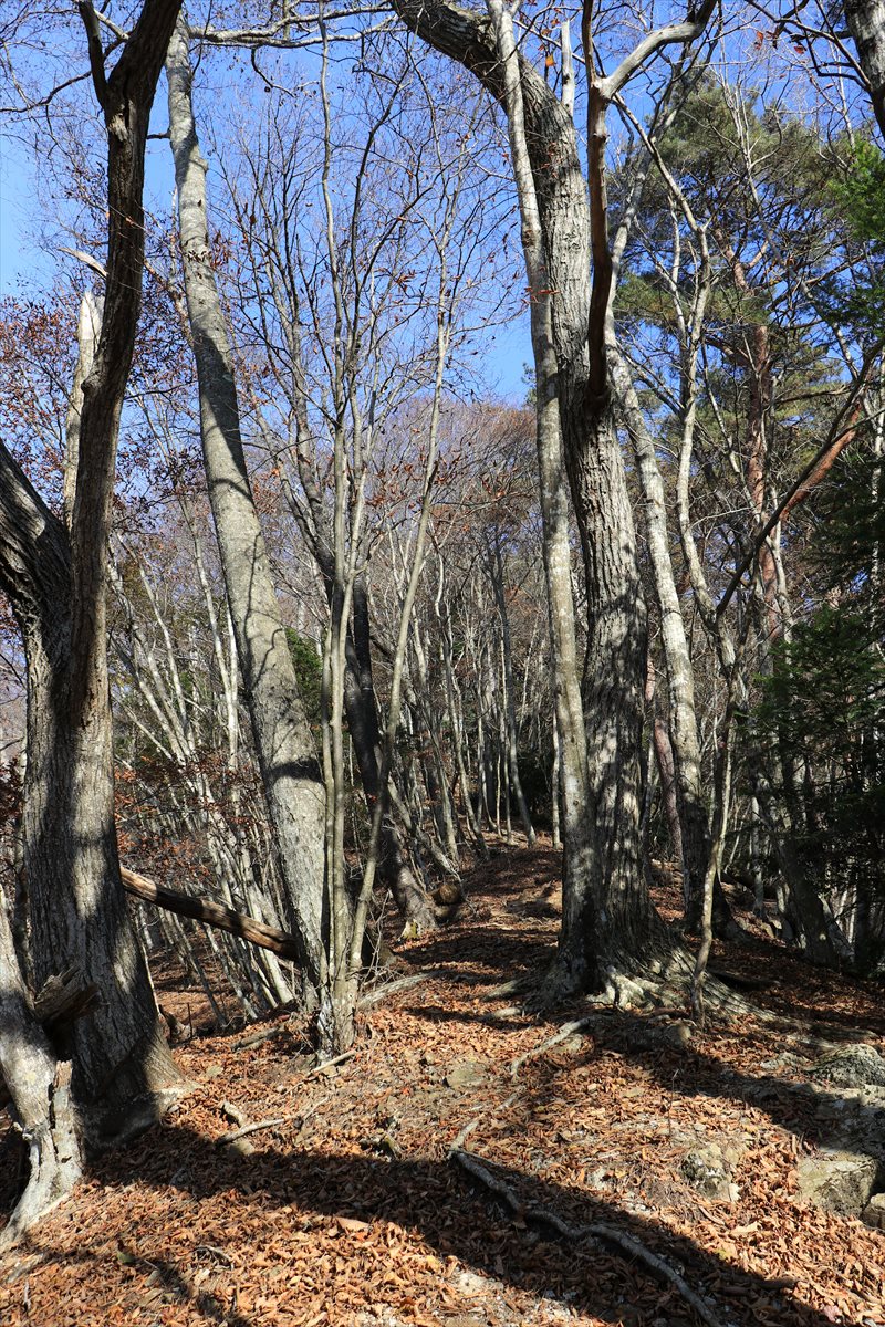 f:id:SISIS:20211221225726j:plain