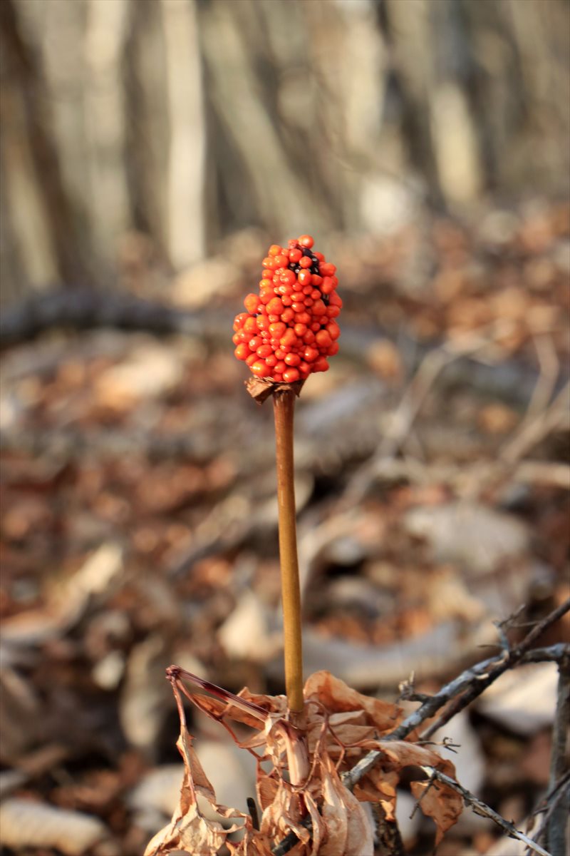 f:id:SISIS:20211221225916j:plain