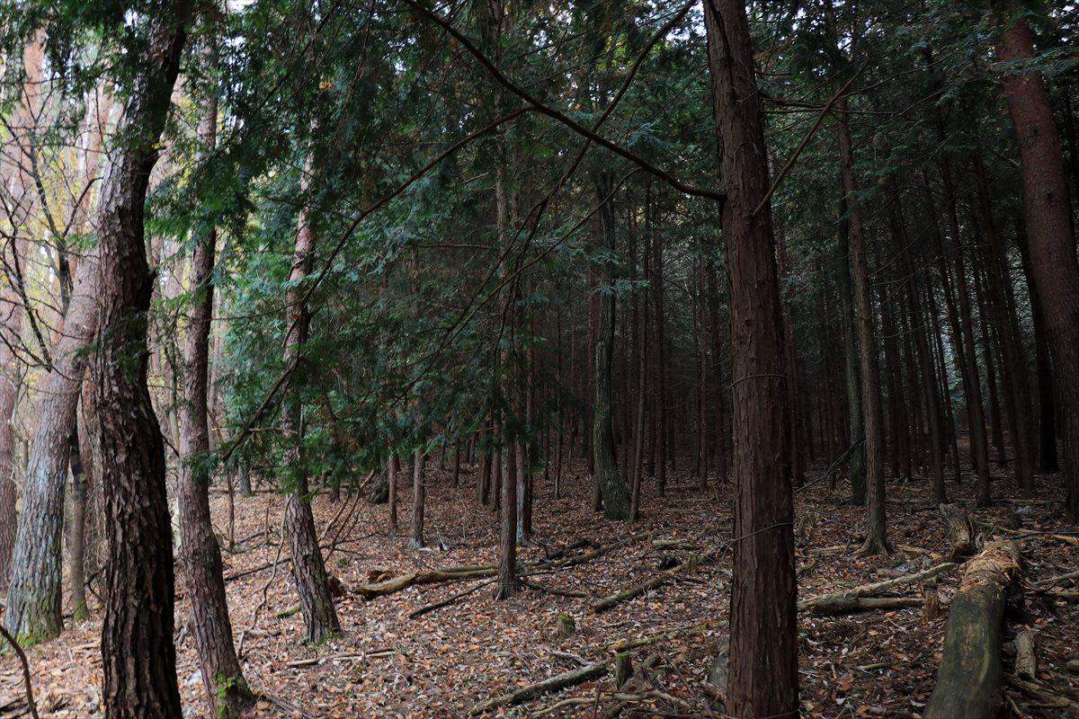 f:id:SISIS:20220104200021j:plain