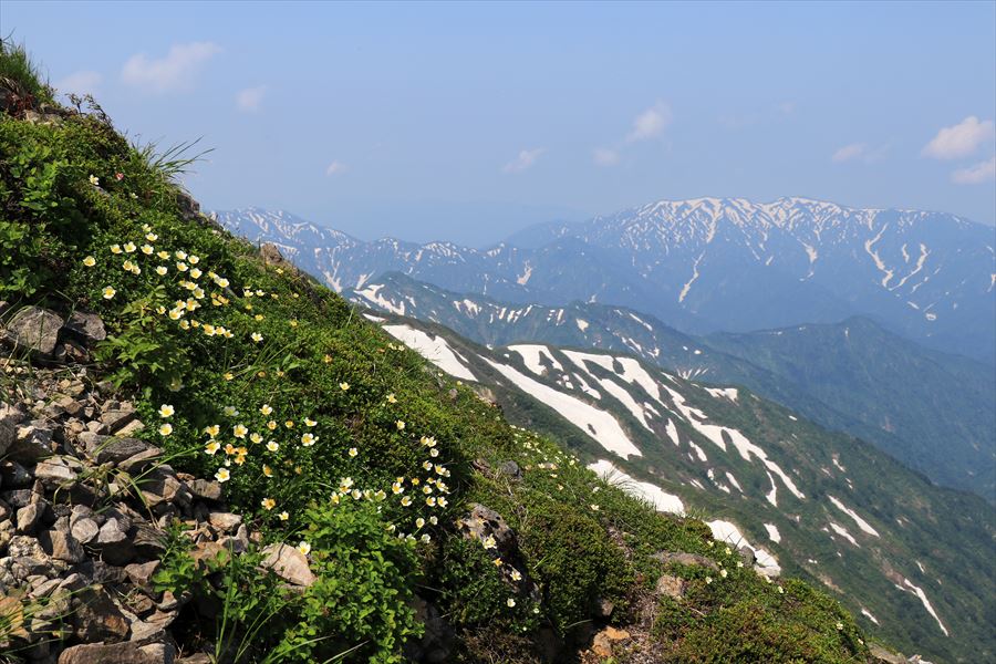チングルマと二王子岳(飯豊連峰の地神北峰)