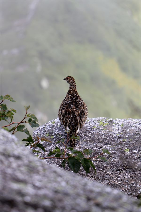 雷鳥（中央アルプスの南駒ヶ岳）