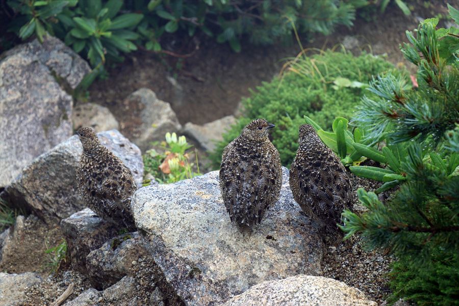 雷鳥の親子（中央アルプスの熊沢岳）