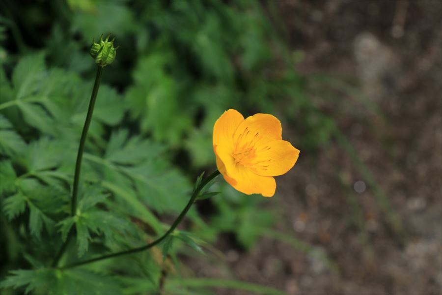 シナノキンバイ（中央アルプスの濁沢大峰）