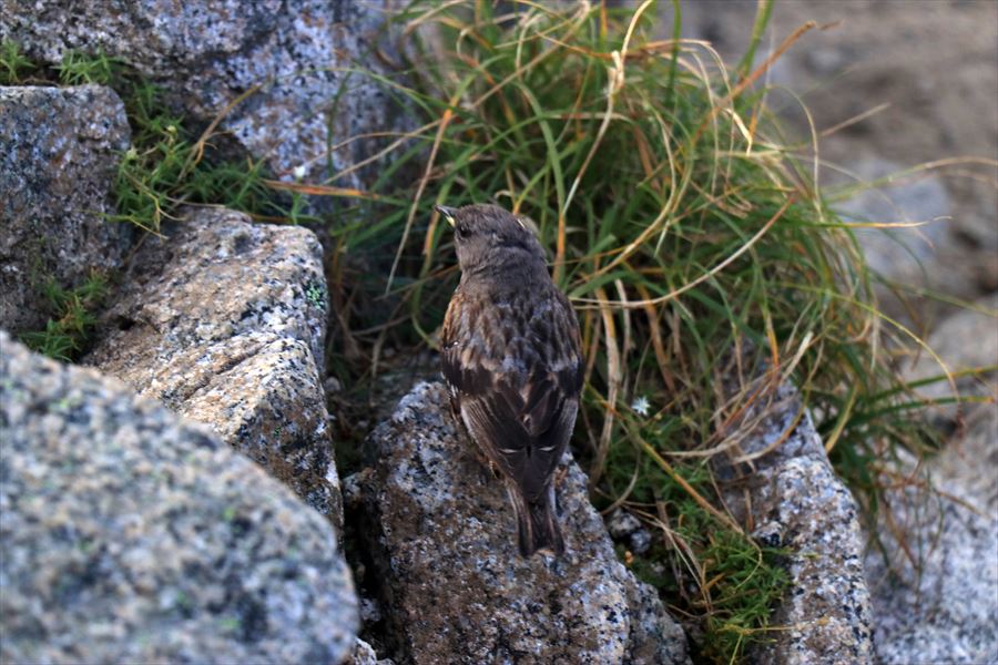 イワヒバリ（中央アルプスの木曽駒ヶ岳）