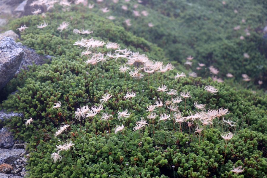 チングルマの種子（中央アルプスの木曽駒ヶ岳）