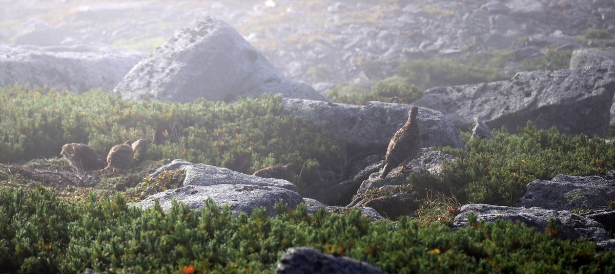 雷鳥の親子連れ（中央アルプスの木曽駒ヶ岳）