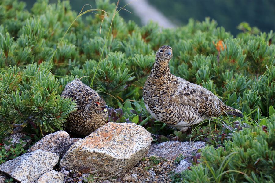 雷鳥の親子（中央アルプスの木曽駒ヶ岳）