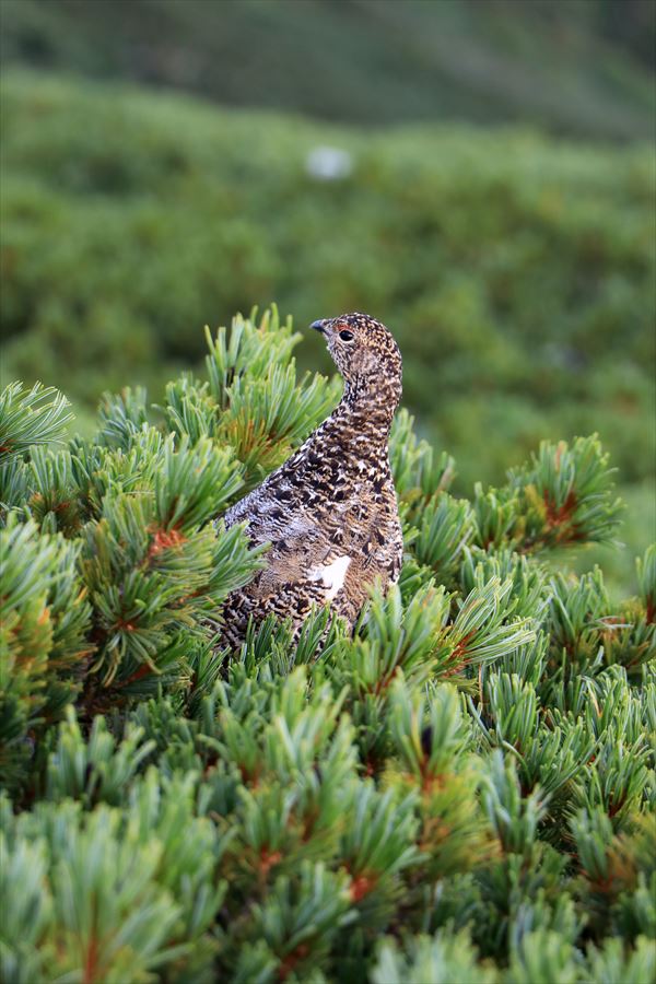 ハイマツの雷鳥（中央アルプスの木曽駒ヶ岳）
