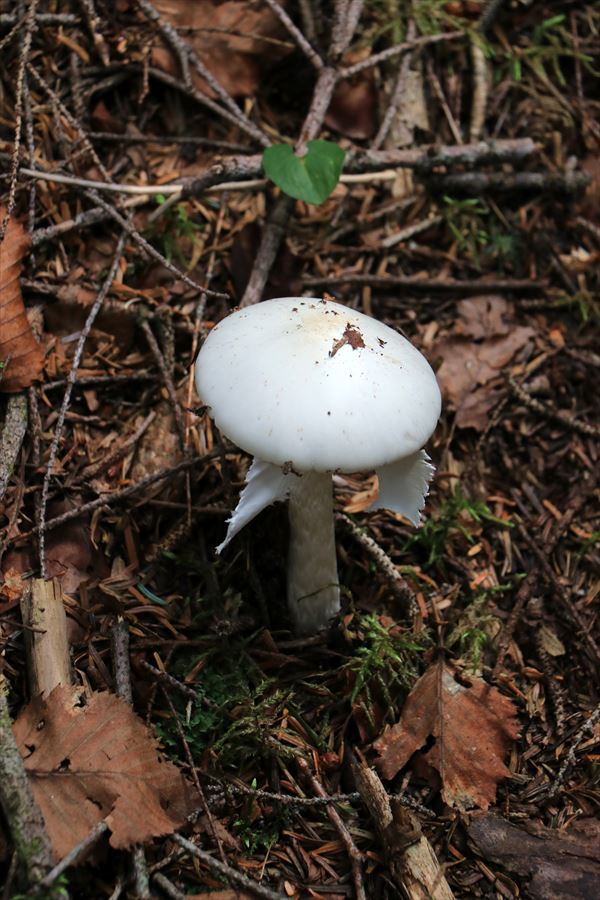 毒キノコのドクツルタケ（中央アルプスの茶臼山）