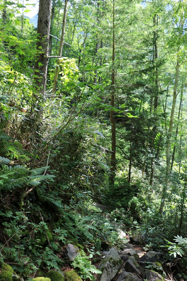 茶臼山の登山道の荒れた道（中央アルプス）