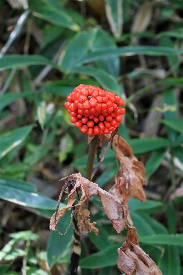 マムシグサ 有毒植物（毒草） 那須高原 一軒茶屋
