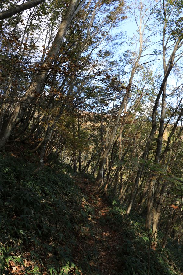 黒尾谷岳 登山道 樹林帯 歩き始め 那須高原
