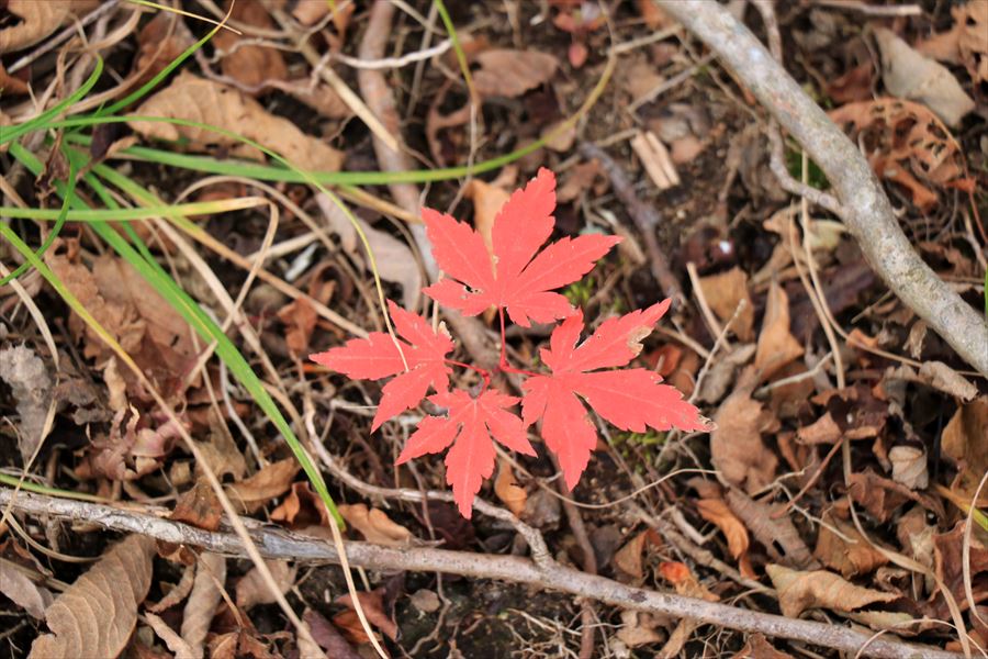 登山 紅葉 黒尾谷岳 那須岳