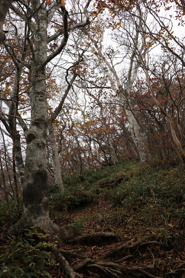 黒尾谷岳 登山道 急坂 那須岳